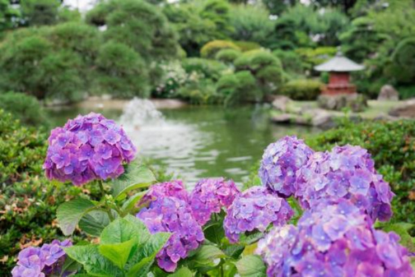 紫陽花の画像