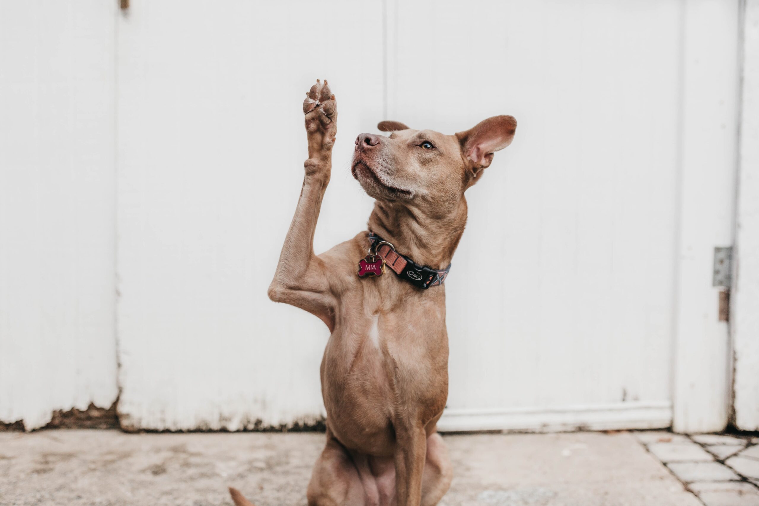 片手を挙げる犬